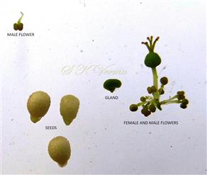  Parts of a cyathium